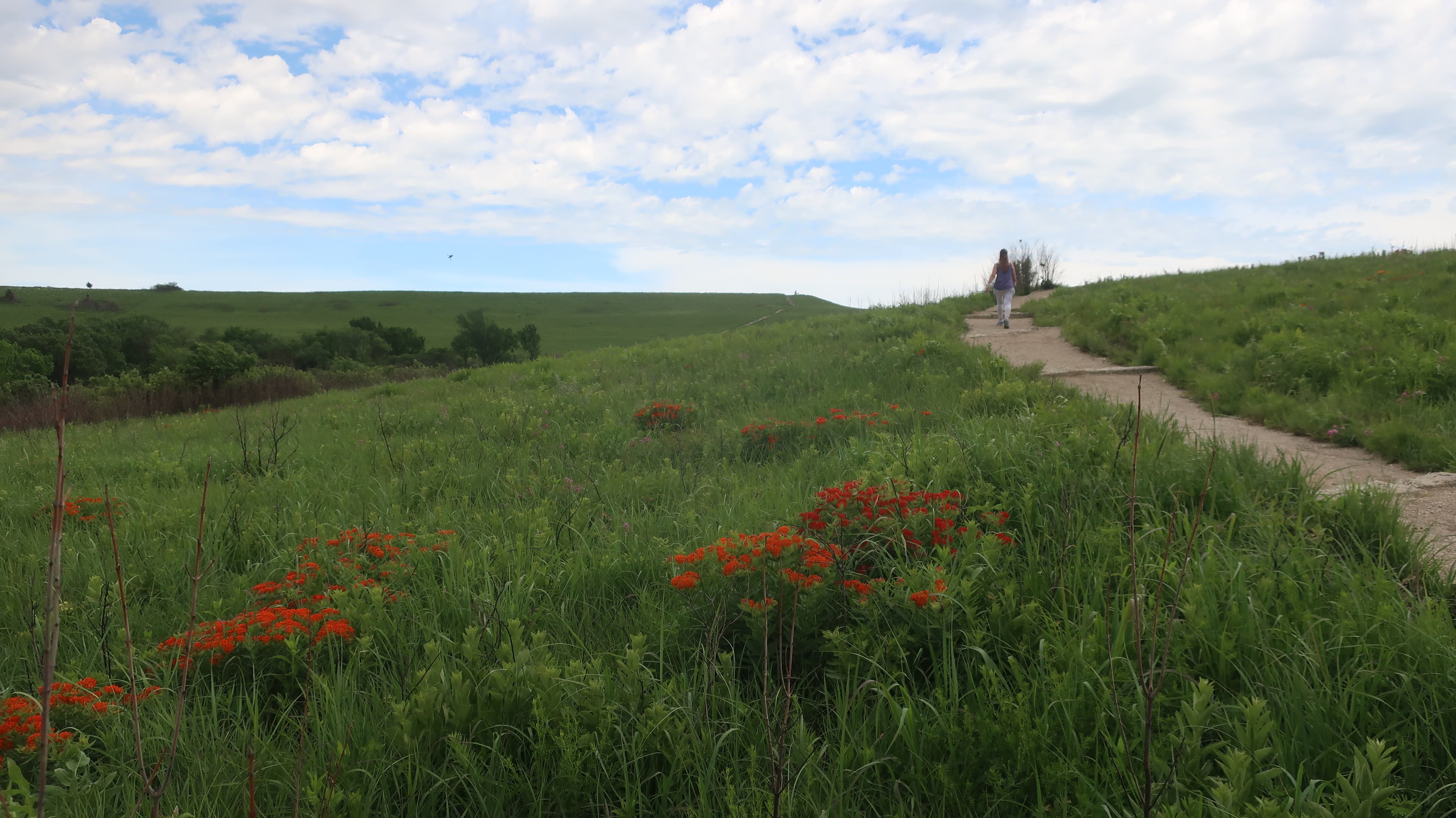 A person walks along a winding path through a grassy field dotted with orange flowers under a blue sky.