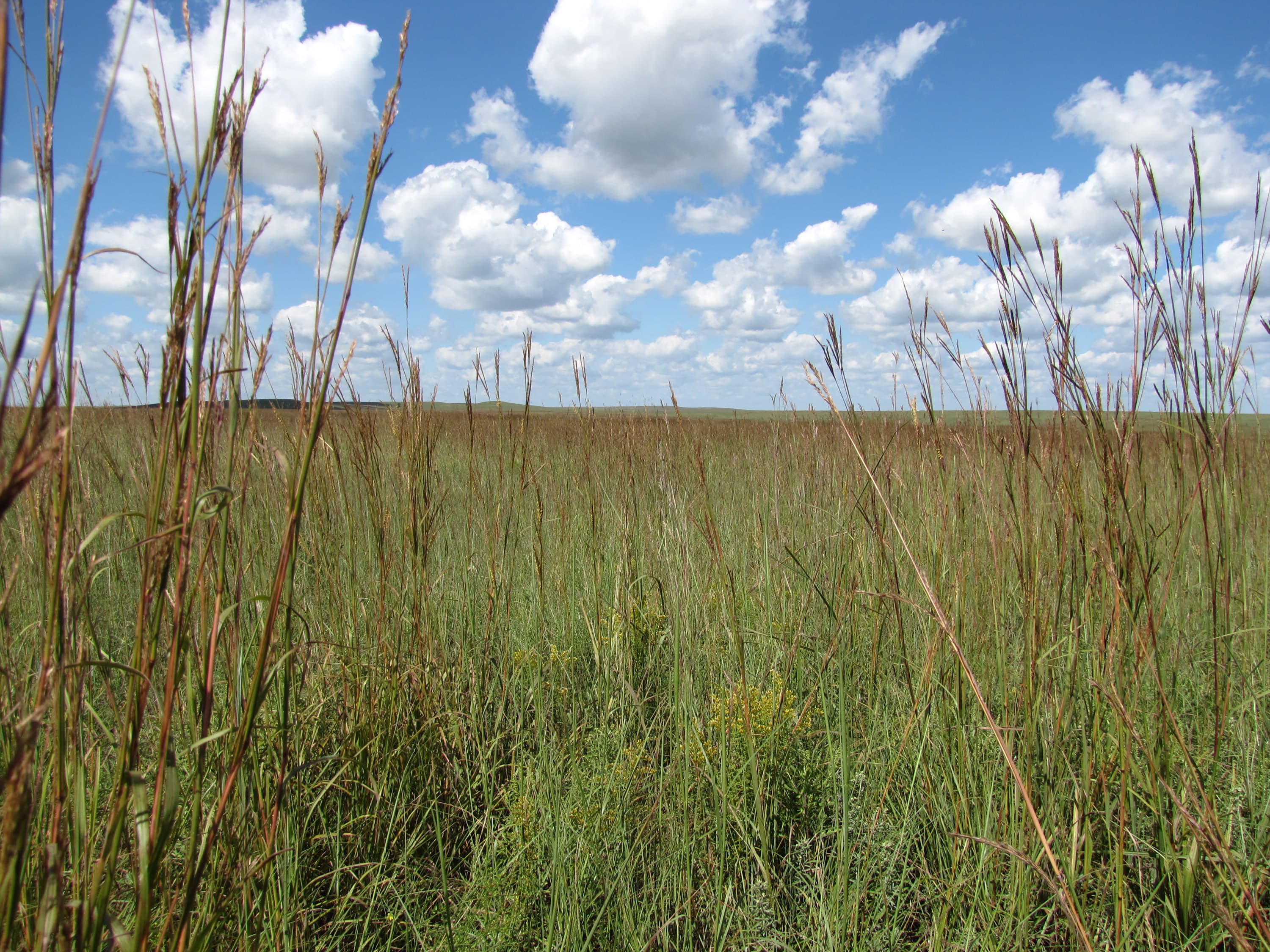 A grassy field stretches under a blue sky with fluffy white clouds.